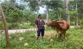 Chuyện thoát nghèo của đồng bào ở Trà My