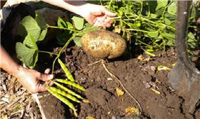 Cảnh báo nguy cơ ngộ độc nguy hiểm do ăn hạt củ đậu