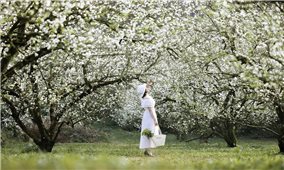 Mùa hoa mận “thương hiệu du lịch” hấp dẫn của Mộc Châu