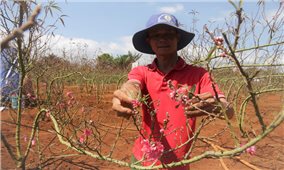 Đào xứ Bắc khoe sắc giữa Tây Nguyên