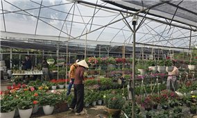 Vùng hoa Hoành Bồ rộn ràng trước Tết