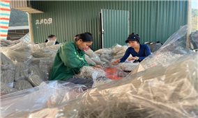 Làng miến dong Cẩm Thạch vào vụ sản xuất lớn