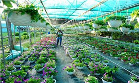 Các nhà vườn nhộn nhịp chăm sóc hoa phục vụ Tết