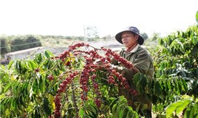 Xuất khẩu cà phê Việt Nam lập kỷ lục gần 9 tỷ USD: Dấu ấn bứt phá của ngành hàng tỷ đô