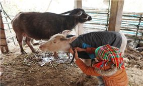 Các địa phương vùng cao tăng cường phòng, chống rét, bảo vệ sản xuất vụ Đông Xuân