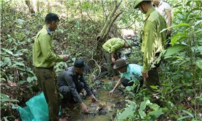 Gia Lai 20 cá thể động vật rừng quý hiếm được thả về môi trường tự nhiên