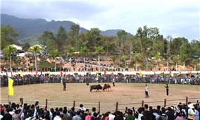 Độc đáo hội thi đấu bò truyền thống đầu Xuân  ở Na Son