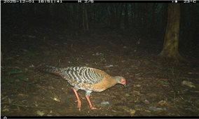 “Mắt thần” ghi nhận 27 loài động vật hoang dã quý tại rừng Mỹ Sơn