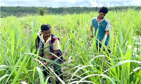 Gia Lai phấn đấu giảm tỷ lệ hộ nghèo xuống còn 1,43%