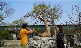 Sắc mai Yên Tử gọi Tết về Bình Khê