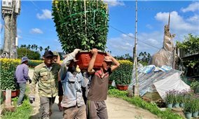 Nhộn nhịp mùa hoa Tết xứ Quảng, nông dân phấn khởi được mùa, được giá