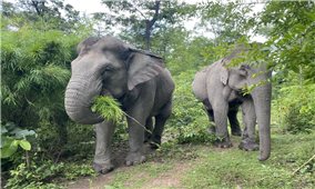 Chuyện tình bạn tri kỷ của voi giữa rừng khộp