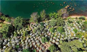 Mùa hoa cà phê - Hương trắng thơm ngát giữa đại ngàn