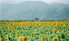 Rực rỡ cánh đồng hoa hướng dương bên dòng Vu Gia