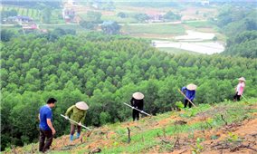 Gần 1.900 tỷ đồng hỗ trợ 6 tỉnh phía Bắc phát triển rừng bền vững