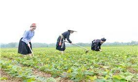 Giải bài toán giảm nghèo bền vững trong giai đoạn mới: Giảm nghèo tiến xa nhưng “lõi nghèo” vẫn bám dính (Bài 1)