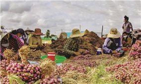 Đòn bẩy sinh kế giúp đồng bào Khmer vươn lên