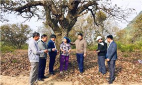 Sơn Dương (Tuyên Quang): Phát huy vai trò của thông tin tuyên truyền để nâng cao hiệu quả công tác giảm nghèo