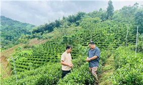 Hàm Yên (Tuyên Quang): Phát huy vai trò kinh tế tập thể trong giai đoạn mới