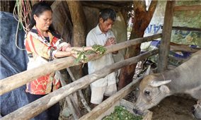 Phú Lương (Thái Nguyên): Bảo vệ, chăm sóc đàn vật nuôi từ dự án hỗ trợ giảm nghèo