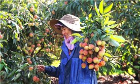 Ngân hàng chính sách xã hội tỉnh Đắk Lắk: Phát huy tín dụng chính sách trong giảm nghèo bền vững ở nông thôn