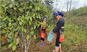 Trà hoa vàng bén rễ vùng cao, mở sinh kế bền vững cho đồng bào Dao