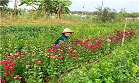 Tín dụng chính sách thắp sắc Xuân nơi làng hoa Chơ Ro