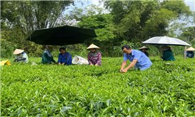 Tuyên Quang vững vàng thực hiện mục tiêu giảm nghèo