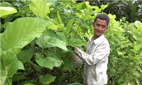 Cao Bằng đồng bộ giải pháp nhằm thúc đẩy giảm nghèo bền vững