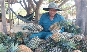 Từ vùng đất khô cằn đến vùng chuyên canh dứa trù phú