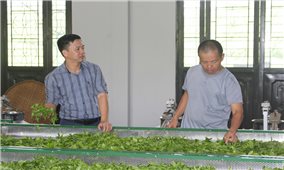 Giảm nghèo bền vững từ những đồi chè VietGAP ở Phú Đình