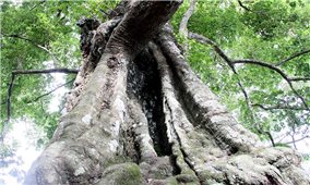 Cây thị hơn 700 năm tuổi ở Hà Tĩnh được công nhận là Cây Di sản Việt Nam