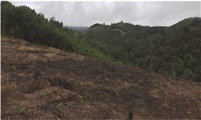 Người dân huyện Con Cuông (Nghệ An) bán đất rừng trái phép: Vai trò của chính quyền ở đâu?