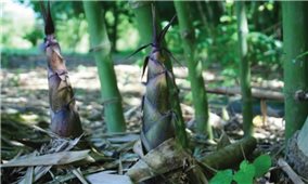 Kỹ thuật trồng và chăm sóc cây mướp đắng (khổ qua)