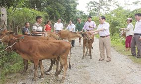 Hỗ trợ bò giống cho đồng bào DTTS nghèo ở Nghệ An: Nhiều ý nghĩa từ một chương trình