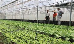 Nông dân Bình Phước trồng rau sạch lợi nhuận cao