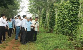 Ứng dụng công nghệ cao trong sản xuất nông nghiệp ở Đăk Nông: Bảo đảm tính khả thi từ khâu quy hoạch