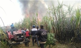 Liên tục cháy vườn mía tại huyện Ea Súp
