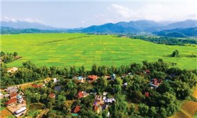 Xây dựng mô hình cánh đồng lớn ở Điện Biên: Bước đột phá trong tái cơ cấu nông nghiệp