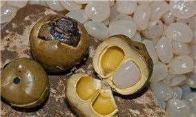 Công dụng của hạt đác