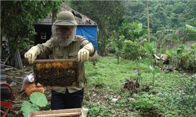 Mô hình nuôi ong mật thu nhập cao ở Lục Yên