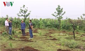 Hàng chục nghìn m2 đất rừng ở Gia Lai thành đất tư chia cho cán bộ