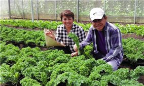 Người Singapore trồng rau hữu cơ ở ngoại ô Đà Lạt