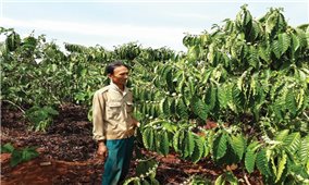 Sản xuất cà phê tại Gia Lai: Tiêu chuẩn VietGap, bán giá bình dân