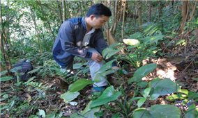 Phát triển cây dược liệu dưới tán rừng Tây Trà