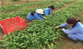 Tổ chức JICA với lĩnh vực nông nghiệp ở Nghệ An
