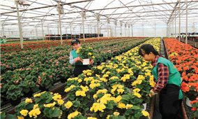 Hà Lan hỗ trợ Lâm Đồng phát triển nông nghiệp bền vững