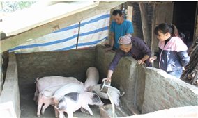 Thoát nghèo từ mô hình chăn nuôi lợn thịt