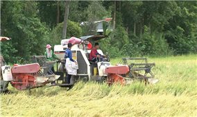 Nông dân lao đao vì thương lái ép giá thu mua lúa