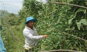 Khởi nghiệp từ làm nông nghiệp sạch: Xu hướng mới ở Đăk Lăk